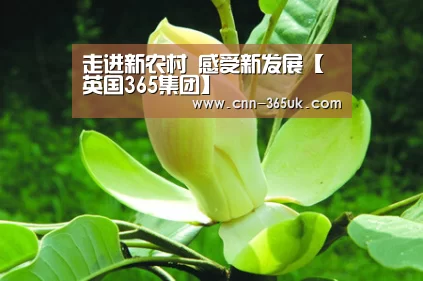 英国365集团